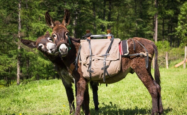 Dos de los equinos de Astotrek preparados con sus alforjas. 