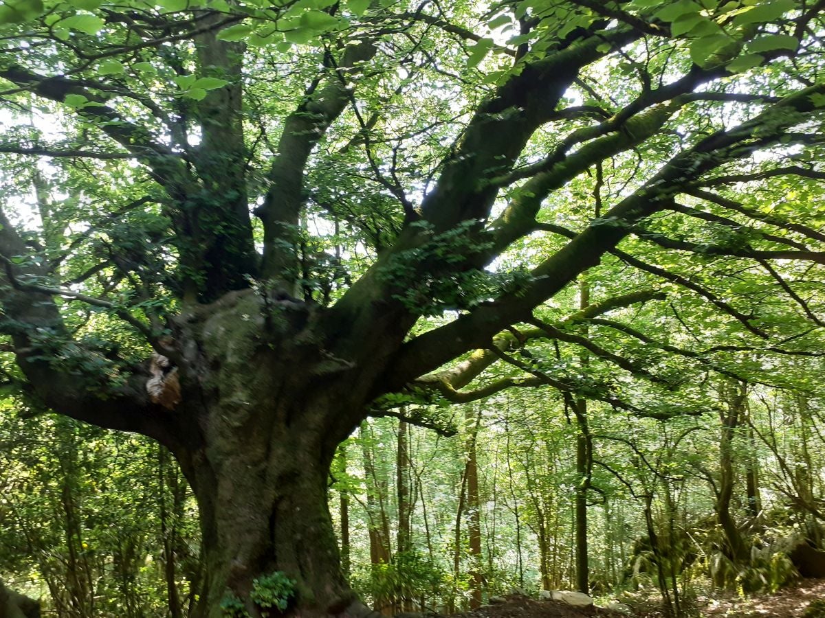 Discreta cumbre desde la que se contempla la fuerza del mar que a lo largo de millones de años ha esculpido nuestra costa, dejando al descubierto grandes tesoros fósiles