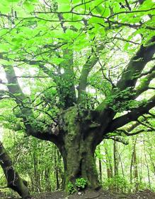 Imagen secundaria 2 - Exterior de la ermita de del Calvario de Mutriku; Buzón situado en la cima del Arno y un hermoso haya de camino al monte.