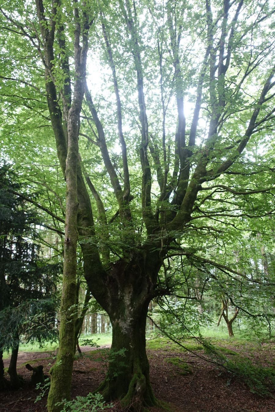 Sus 801 metros de altitud no le hacen uno de los montes más destacables, pero su peculiar cima lo convierte en uno de los que hay que conocer