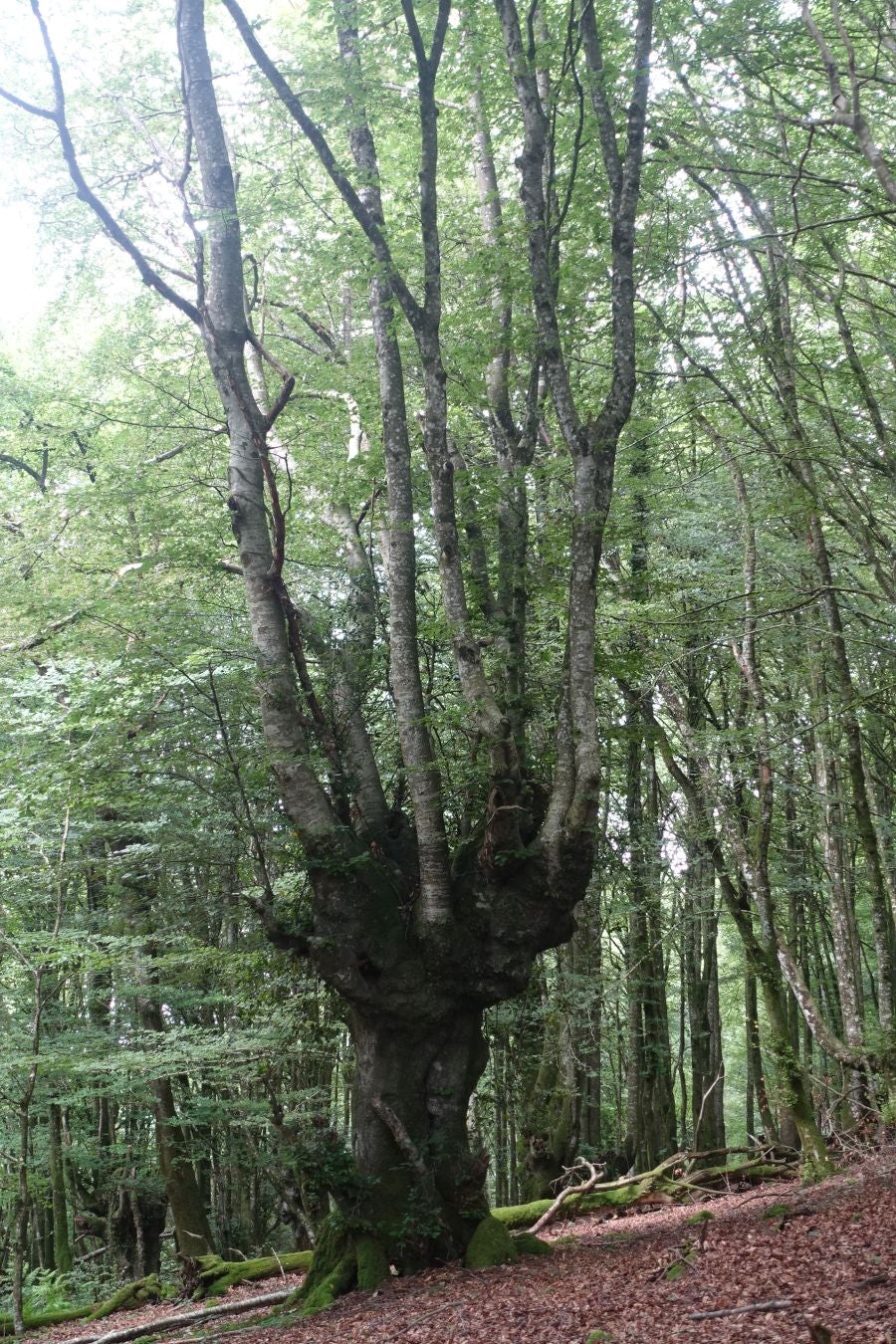 Sus 801 metros de altitud no le hacen uno de los montes más destacables, pero su peculiar cima lo convierte en uno de los que hay que conocer