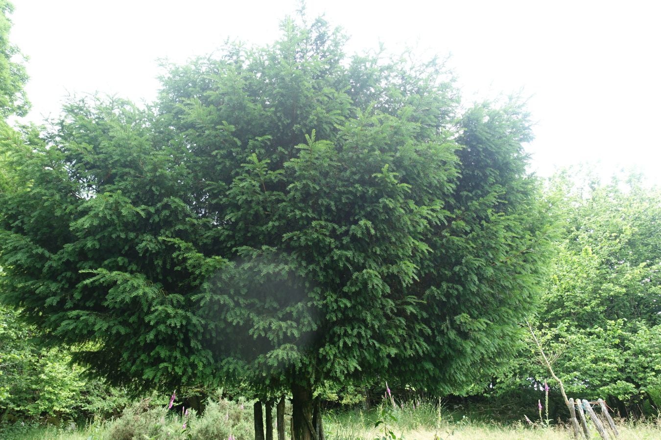 Sus 801 metros de altitud no le hacen uno de los montes más destacables, pero su peculiar cima lo convierte en uno de los que hay que conocer