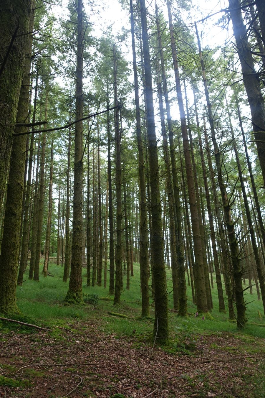 Sus 801 metros de altitud no le hacen uno de los montes más destacables, pero su peculiar cima lo convierte en uno de los que hay que conocer