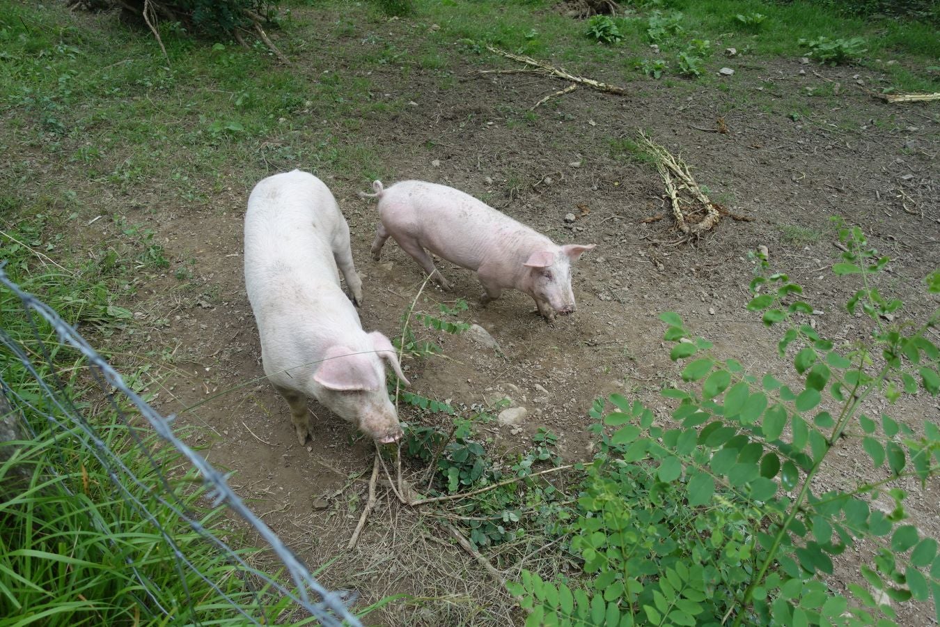 Sus 801 metros de altitud no le hacen uno de los montes más destacables, pero su peculiar cima lo convierte en uno de los que hay que conocer