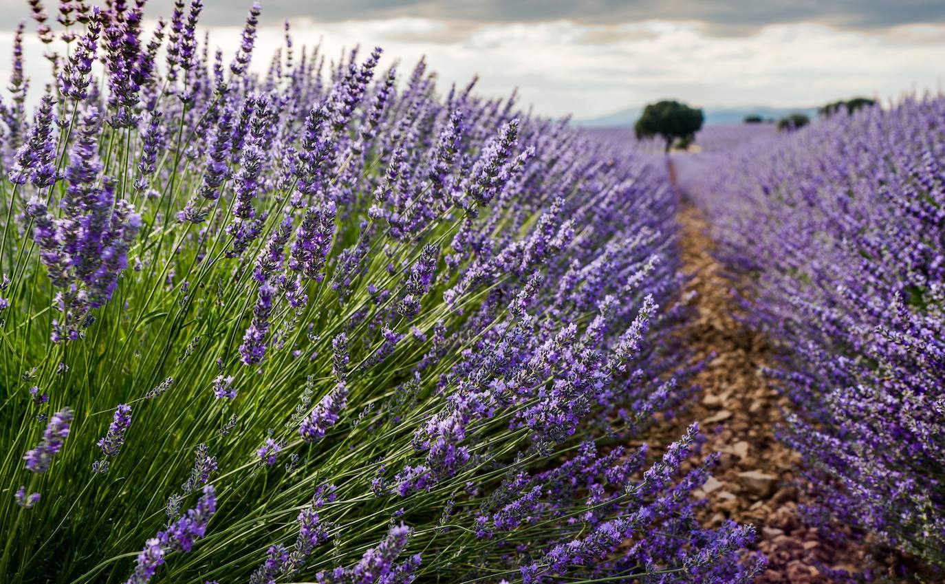 Como cada mes de julio, los campos de Brihuega ( La Alcarria, Guadalajara) ofrecen un espectacular paisaje teñido de morado con la floración del la planta aromática.