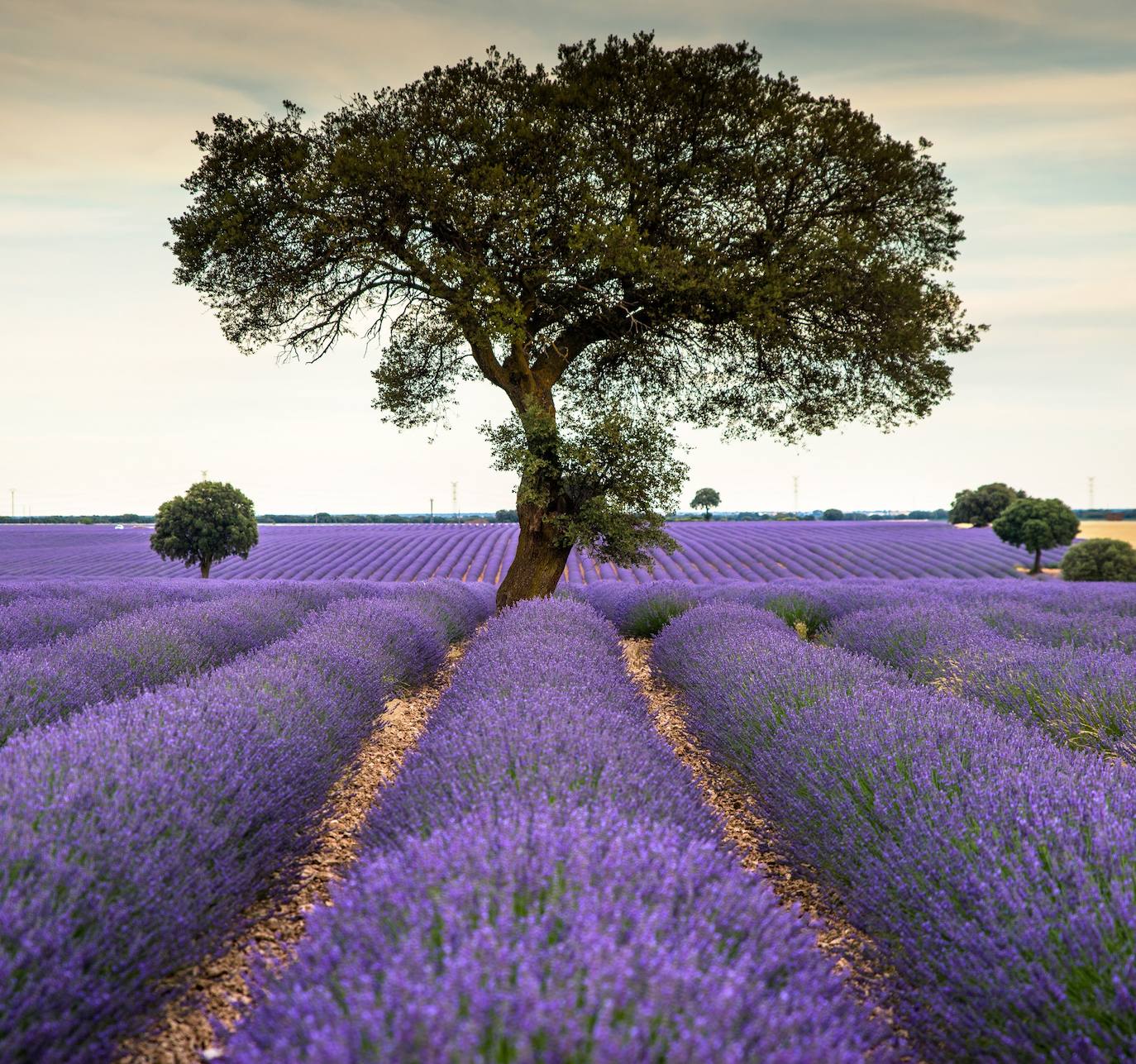 Como cada mes de julio, los campos de Brihuega ( La Alcarria, Guadalajara) ofrecen un espectacular paisaje teñido de morado con la floración del la planta aromática.