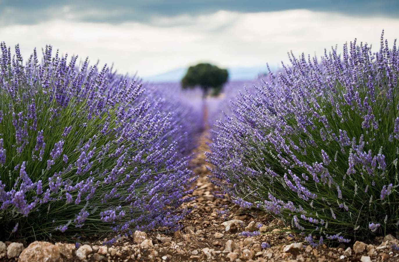 Como cada mes de julio, los campos de Brihuega ( La Alcarria, Guadalajara) ofrecen un espectacular paisaje teñido de morado con la floración del la planta aromática.