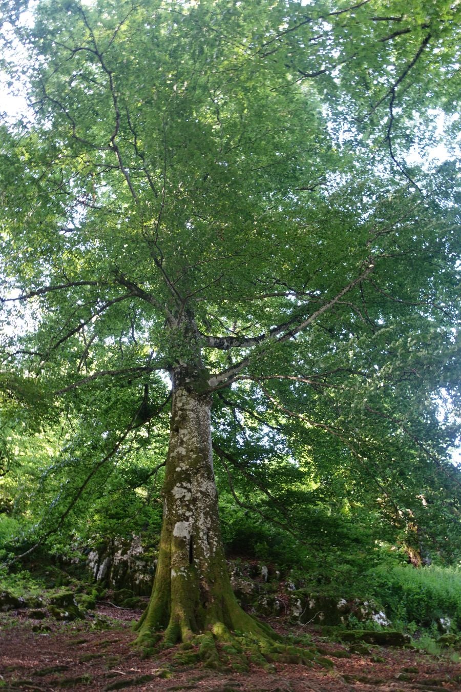 La cima más popular de la sierra de Aloña ofrece una magníficas vistas del Alto Deba y los montes que le rodean