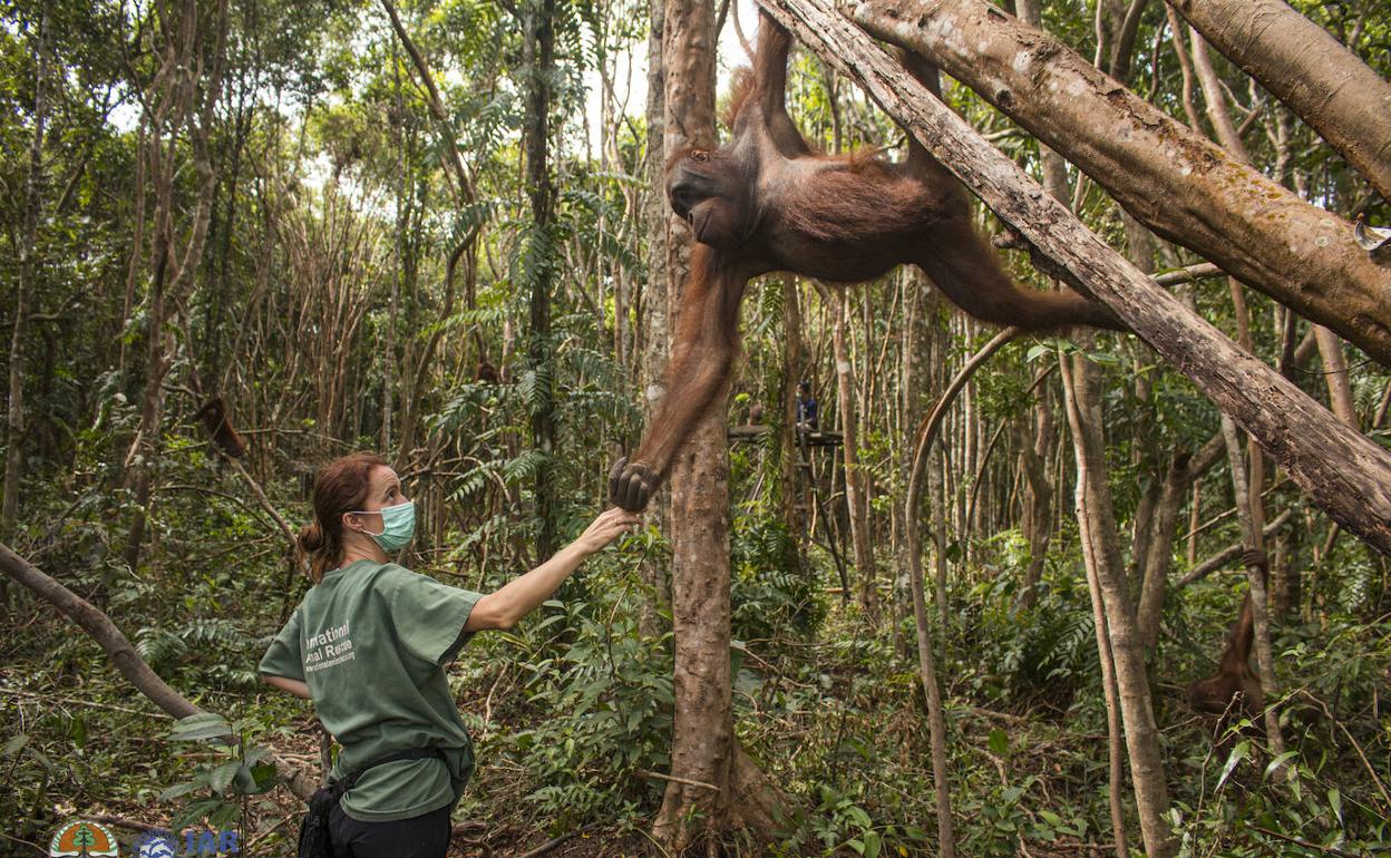 Karmele Llano trabaja en los bosques de Borneo por la preservación del orangután.