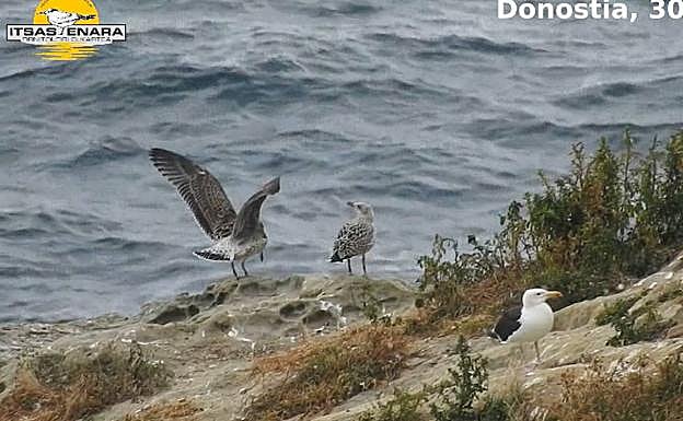 Los polluelos, ambos a la izquierda, realizando sus primeros vuelos. 
