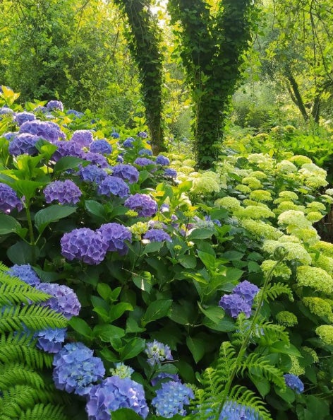 20.000 metros cuadrados de jardines albergan abundantes colecciones botánicas