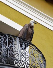 Imagen secundaria 2 - Un buitre en pleno centro de Tolosa
