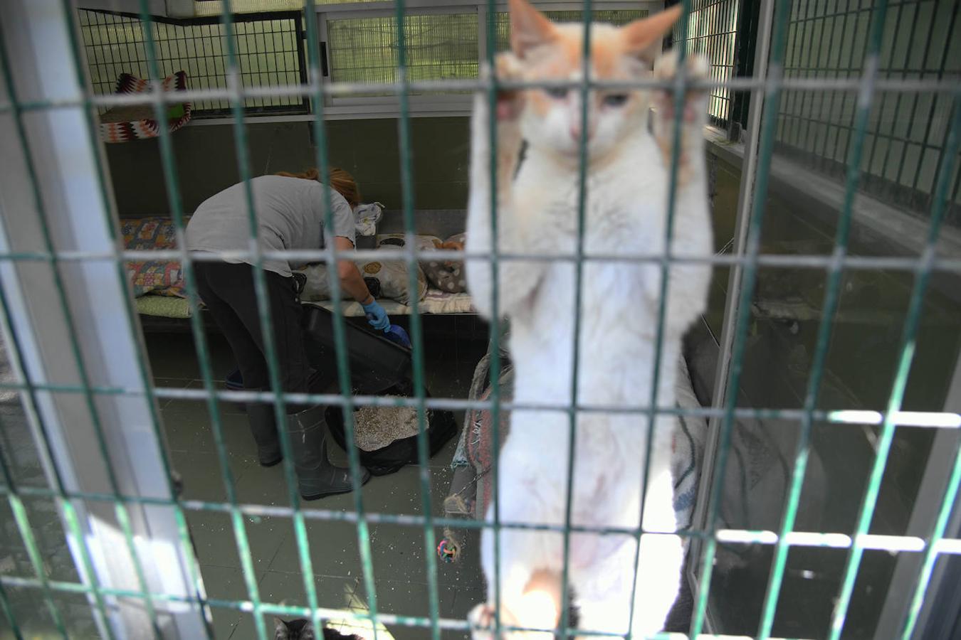 Fotos: «Hace 20 años podíamos llegar a recibir más de 50 perros solo en agosto»