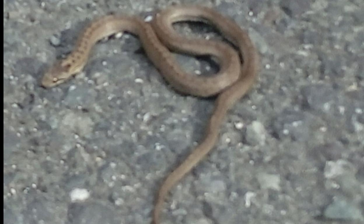 Víbora de Seoane que fue vista en las calles de Mendaro. 