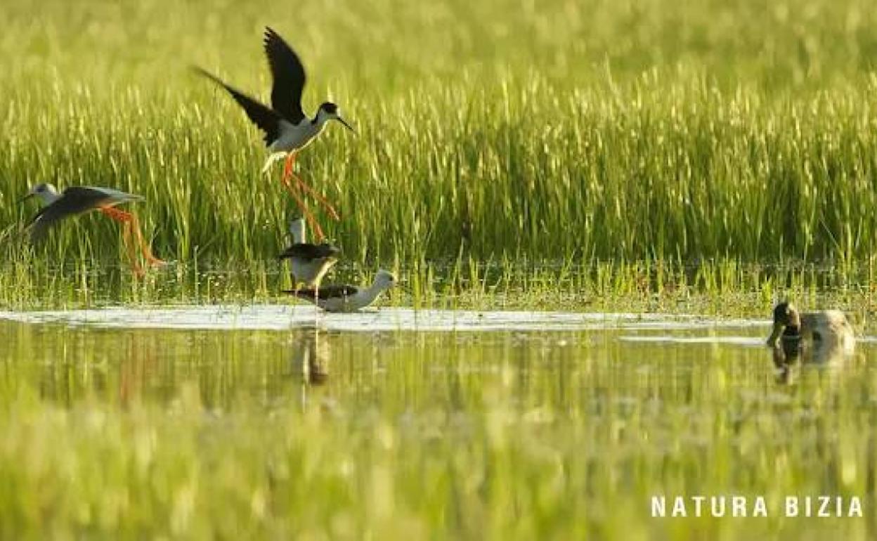 'Natura bizia' filma, bihar gauean ETB1n