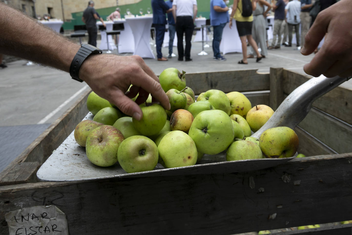 Fotos: Cosecha «abundante» y «de gran calidad» para hacer sidra