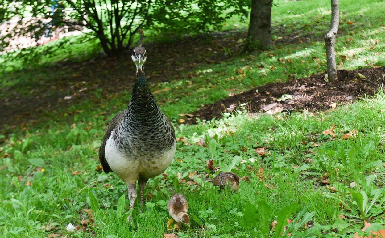 el pavo mata perros