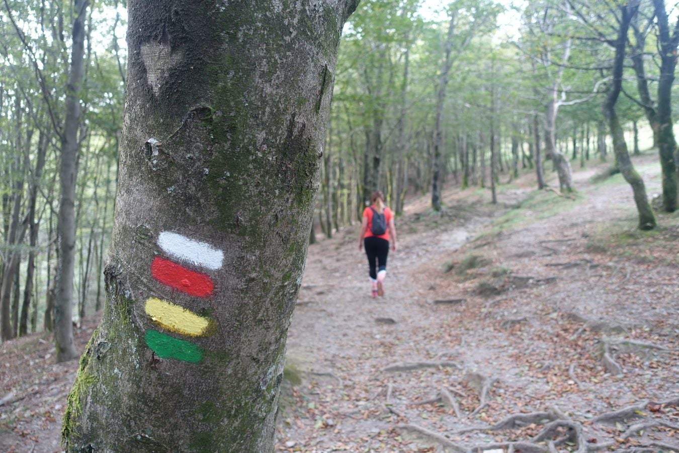 Erroilbide (832 m.), Txurrumurru (823 m.) y Irumugarrieta (806 m.) forman parte de la gran mole que vigila cualquier movimientoen Orasoaldea