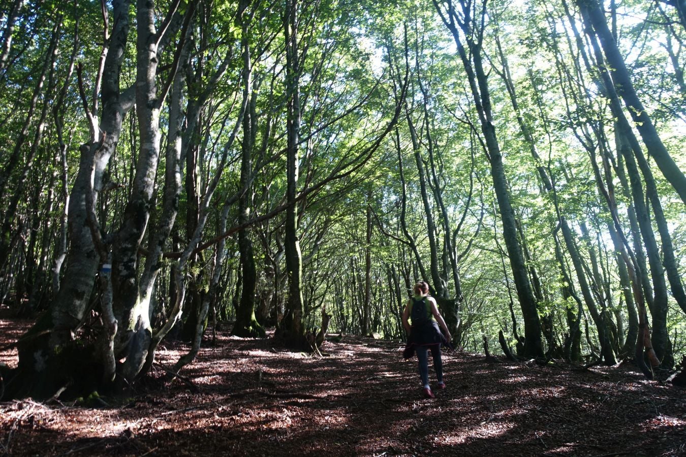 Fotos: Erakurri, tras los pasos de Basojaun