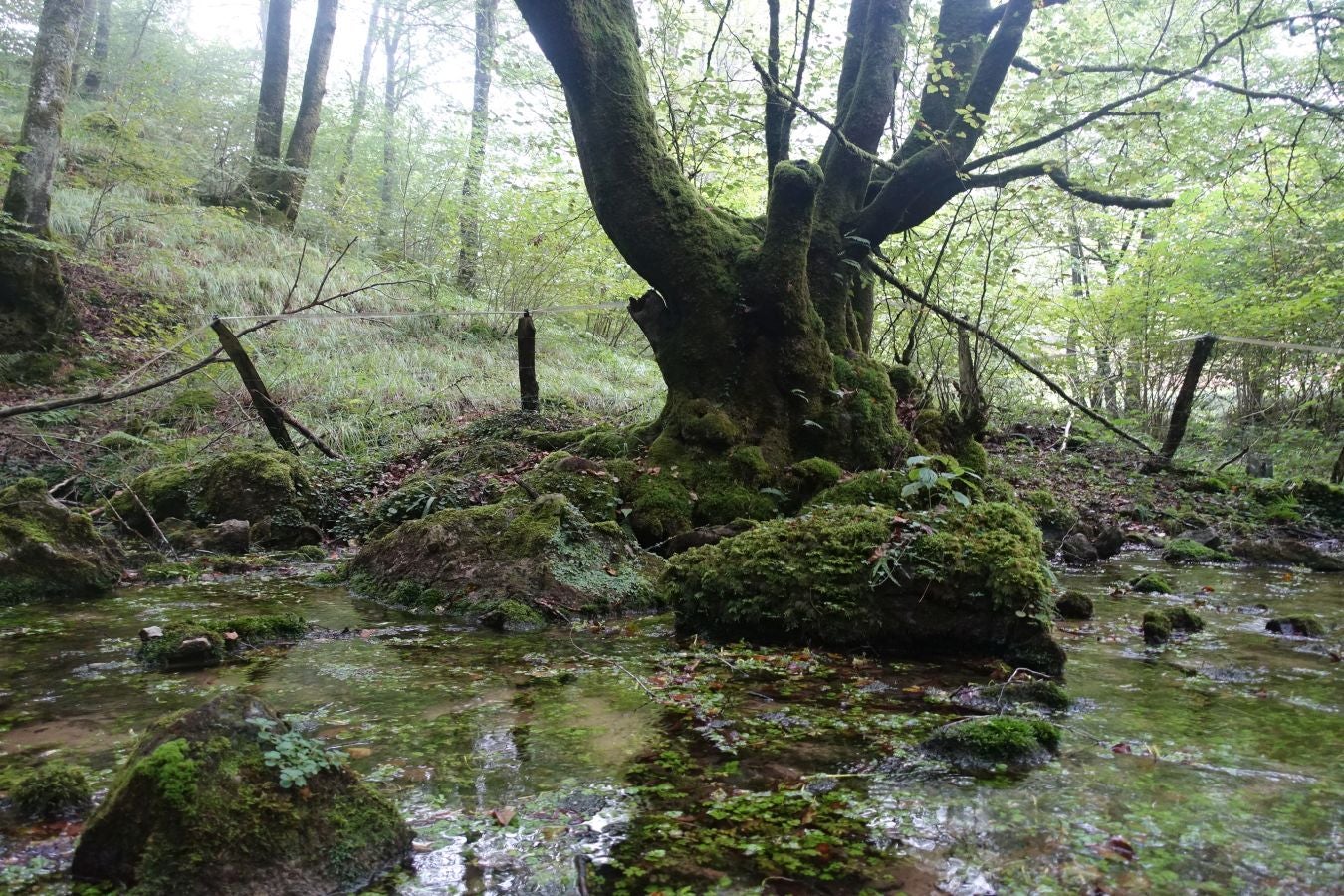 Fotos: Erakurri, tras los pasos de Basojaun