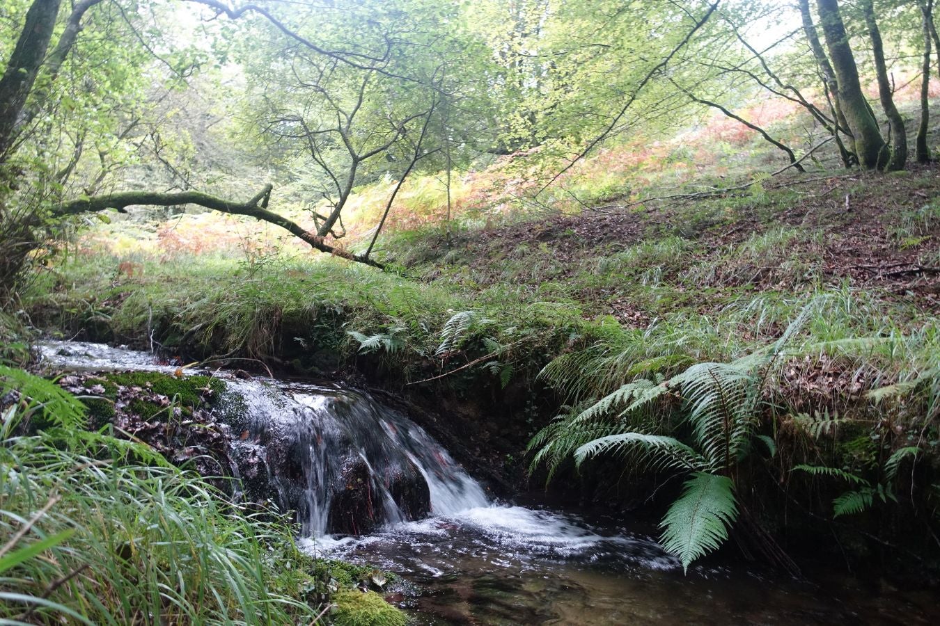 Fotos: Erakurri, tras los pasos de Basojaun