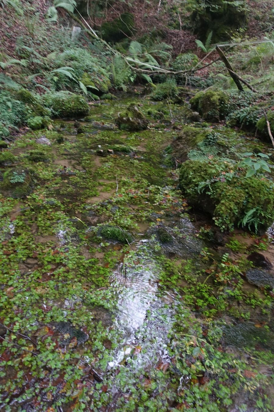 Fotos: Erakurri, tras los pasos de Basojaun