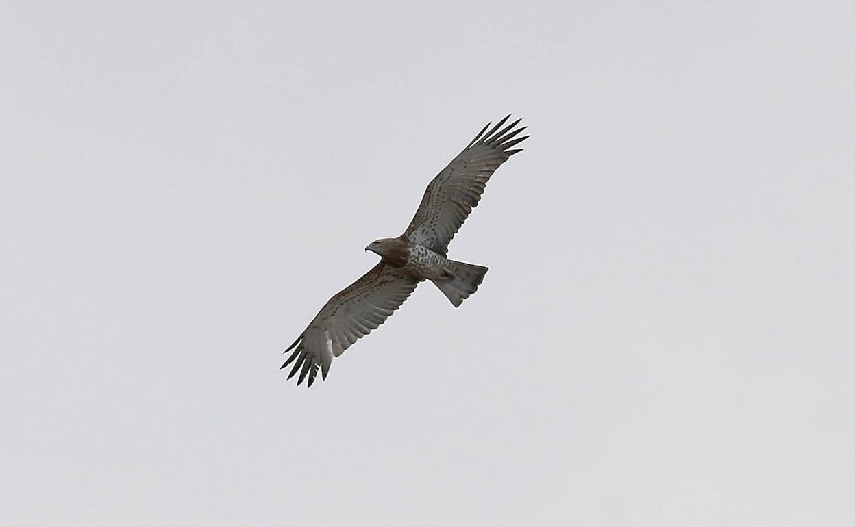 Eguzki denuncia la muerte causada por un cazador a un águila protegida en Errezil