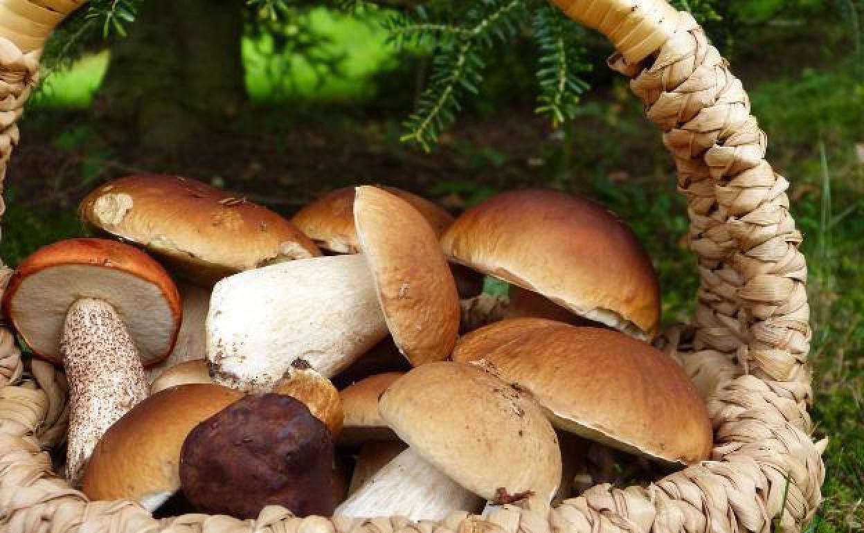 Setas recién recogidas en una cesta. 