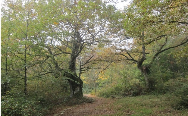 El paseo entre los enormes robles es muy tranquilo.