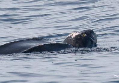 Imagen secundaria 1 - Avistado un gran ejemplar de tortuga laúd a 12 millas del Puerto de Bermeo