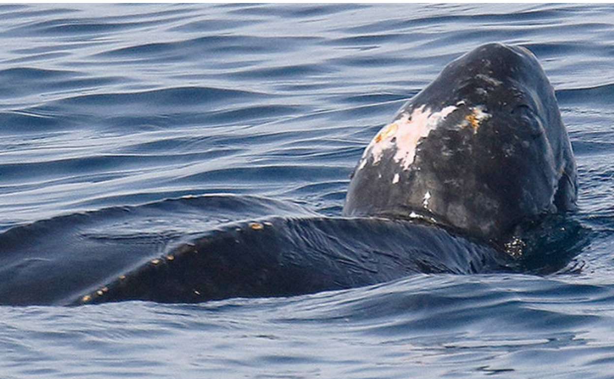 La tortuga laúd vista cerca de Bermeo.