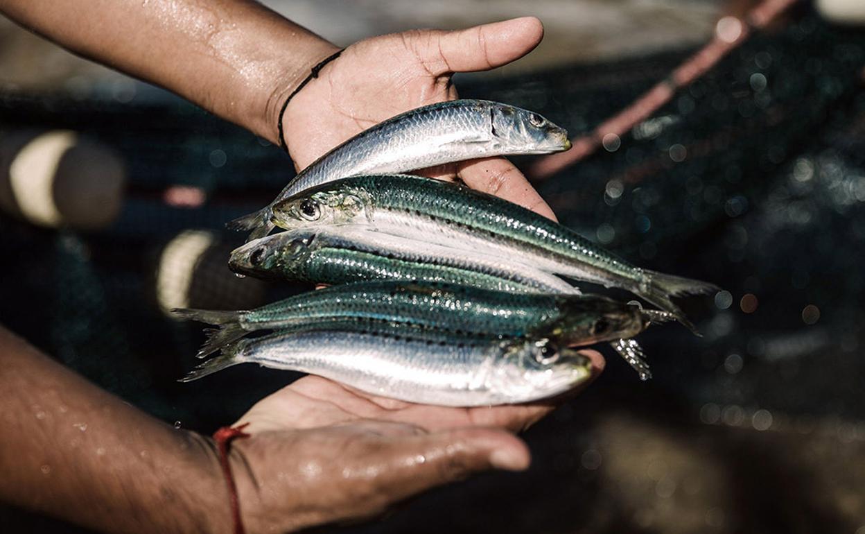 Entrado el otoño es el momento de la sardina, entre otros. 