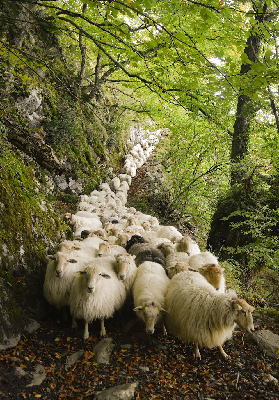 Fotos: Al ritmo del calendario de las ovejas