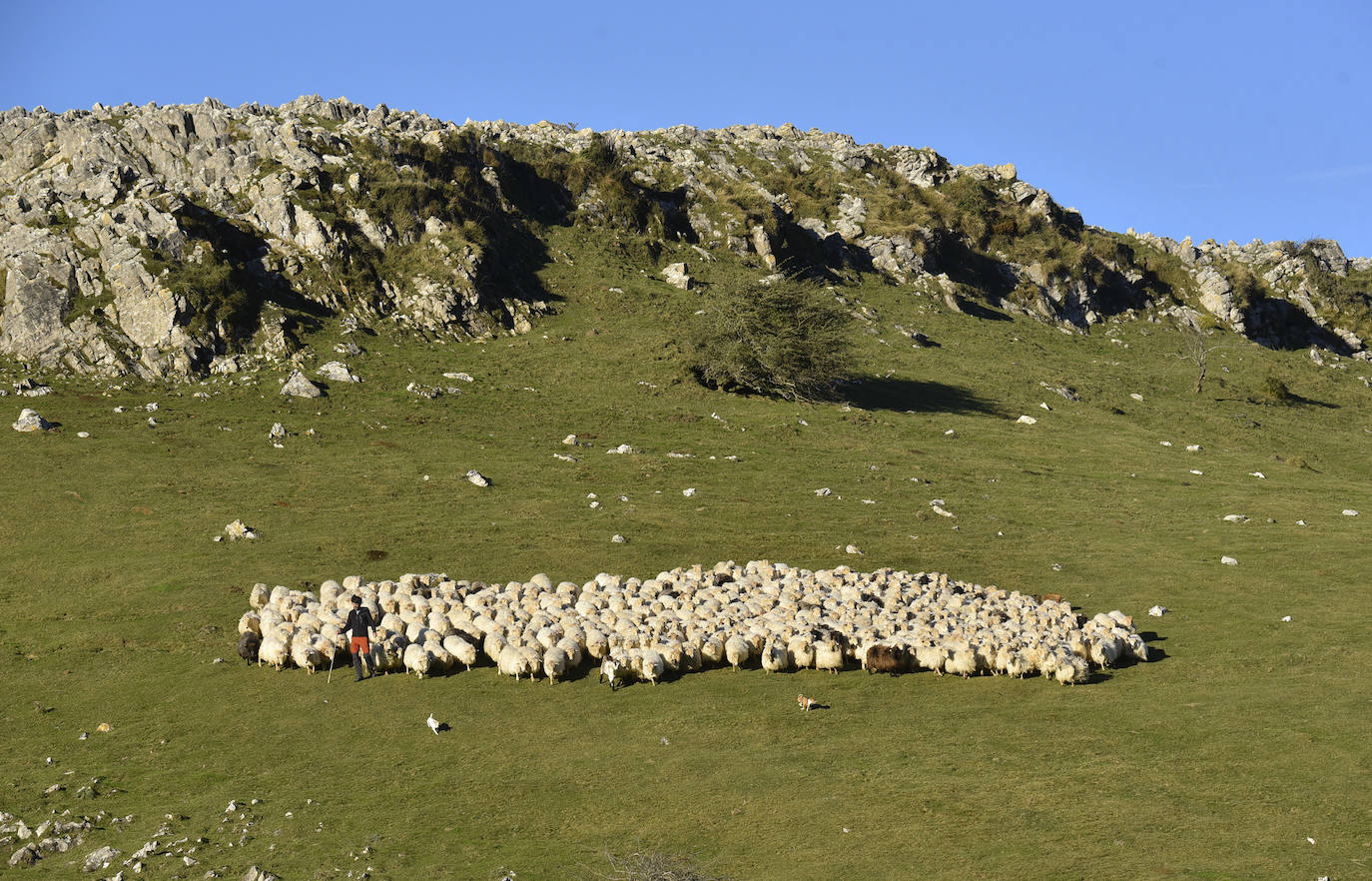 Fotos: Al ritmo del calendario de las ovejas