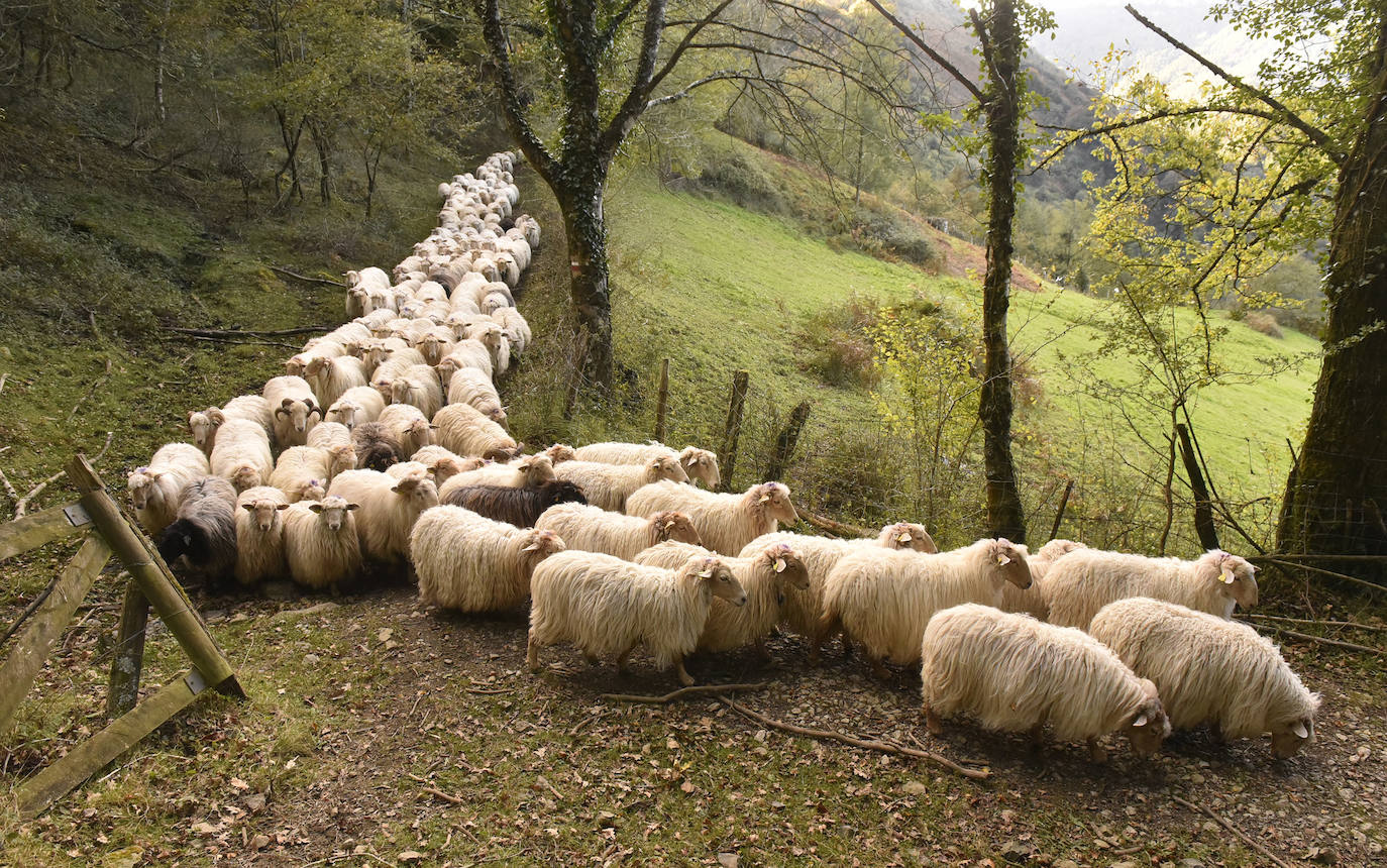 Fotos: Al ritmo del calendario de las ovejas