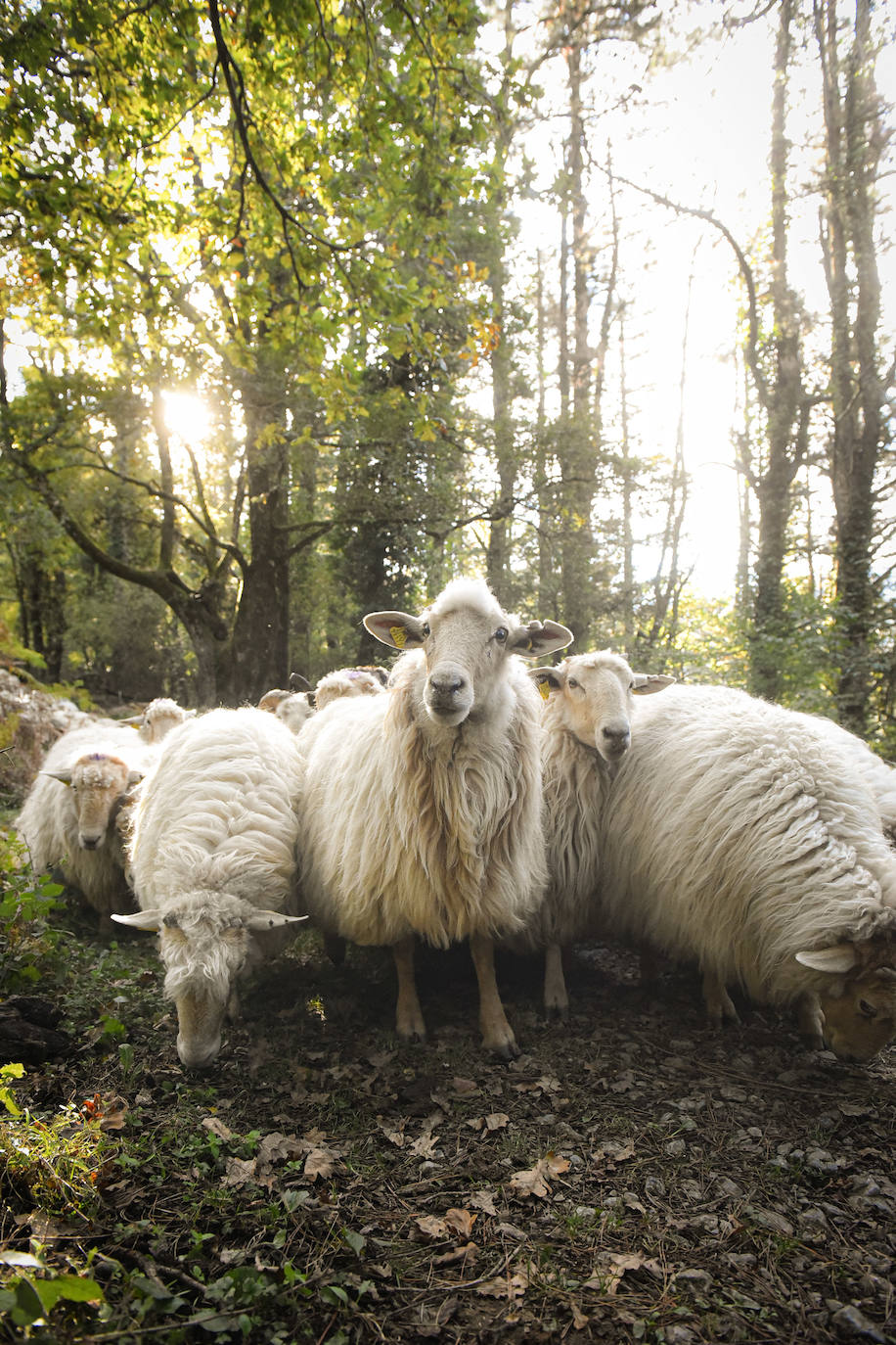 Fotos: Al ritmo del calendario de las ovejas