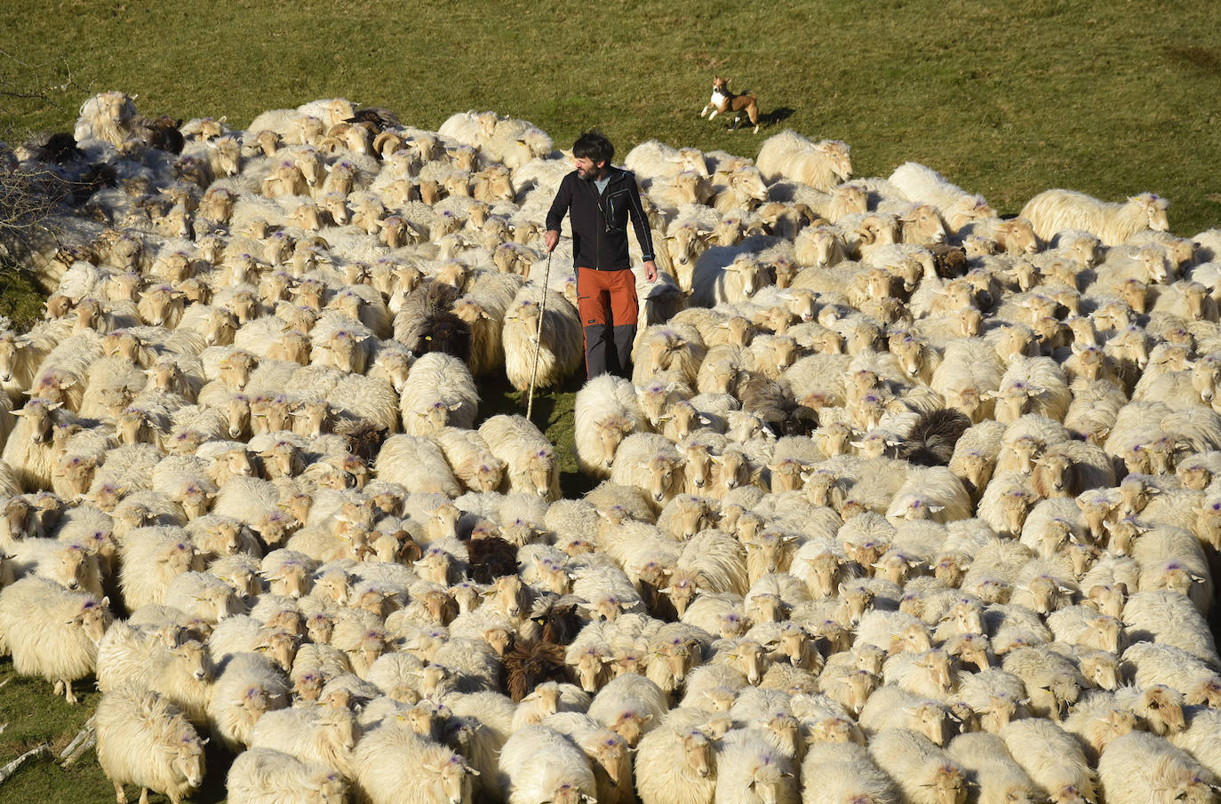 Fotos: Al ritmo del calendario de las ovejas