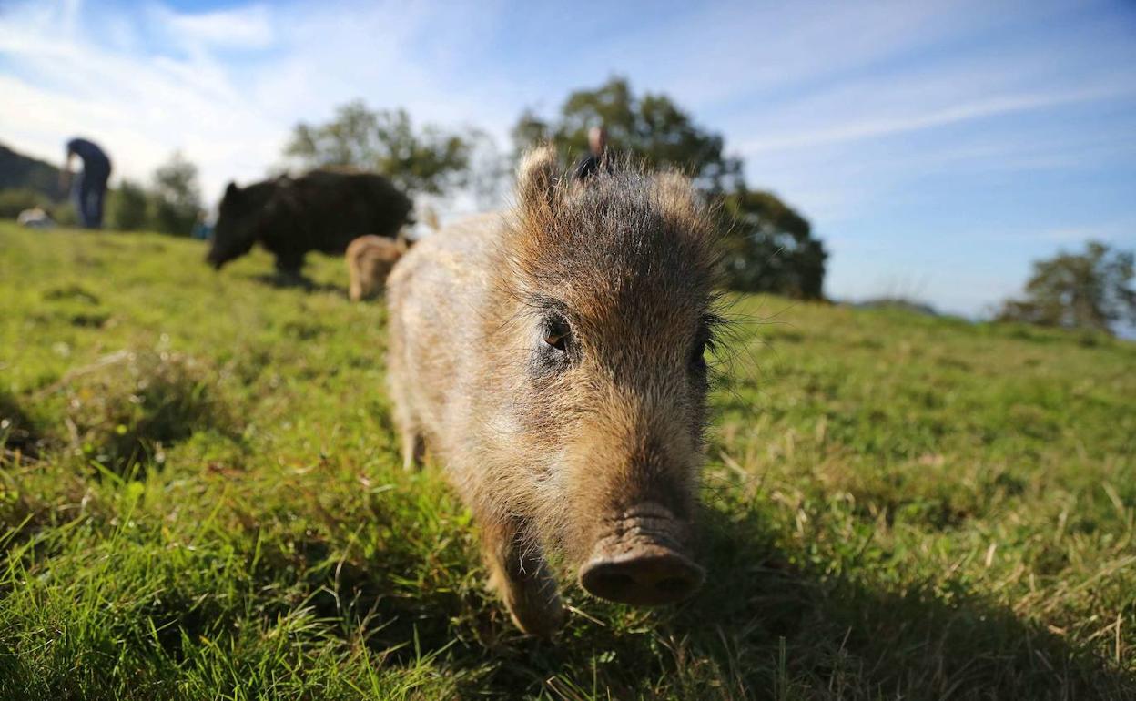 Los jabalíes han paseado por las calles de San Sebastián las últimas semanas.