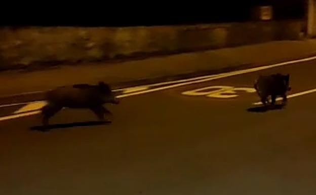 Dos jabalíes se pasean por el barrio donostiarra de Aiete