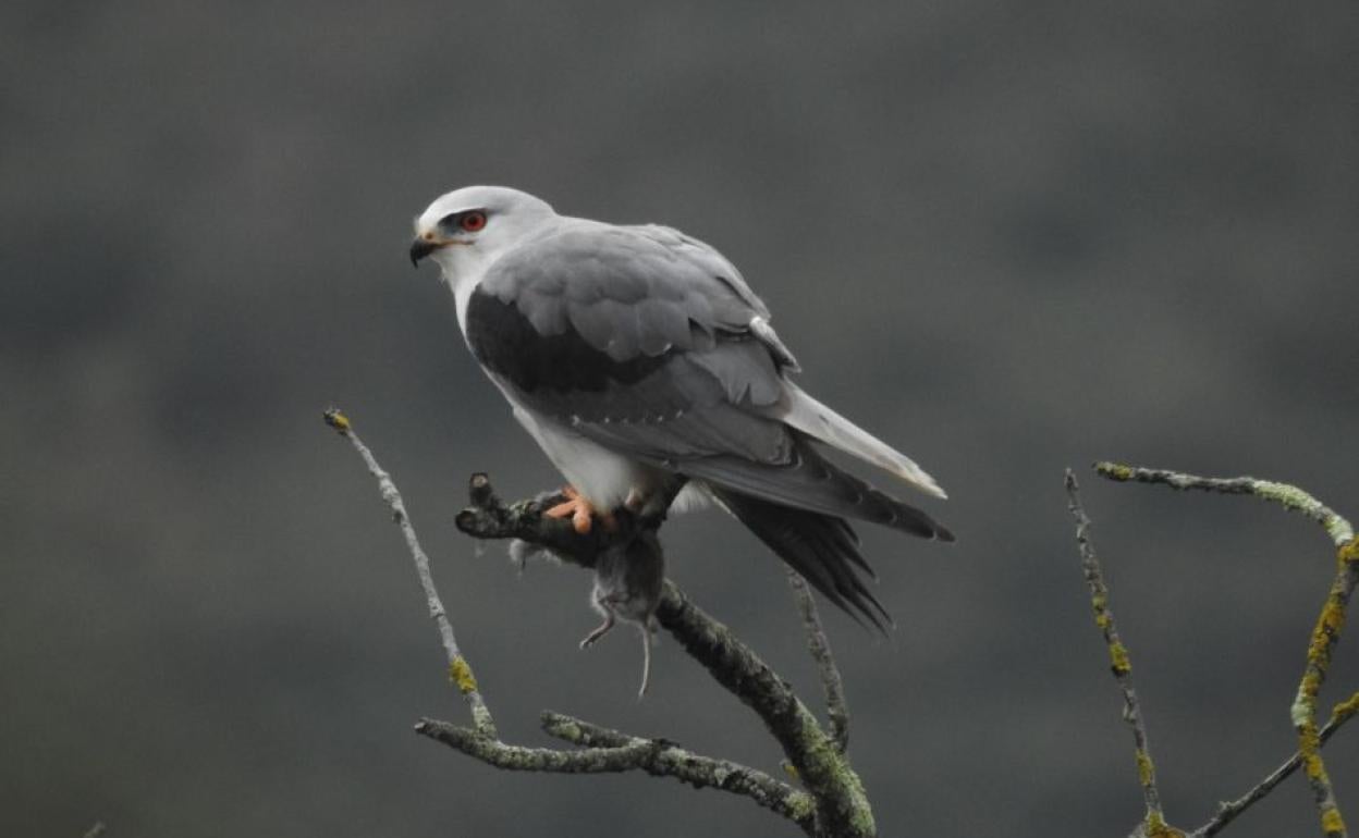 Un ejemplar de elanio azul ha sido tiroteado en Segura