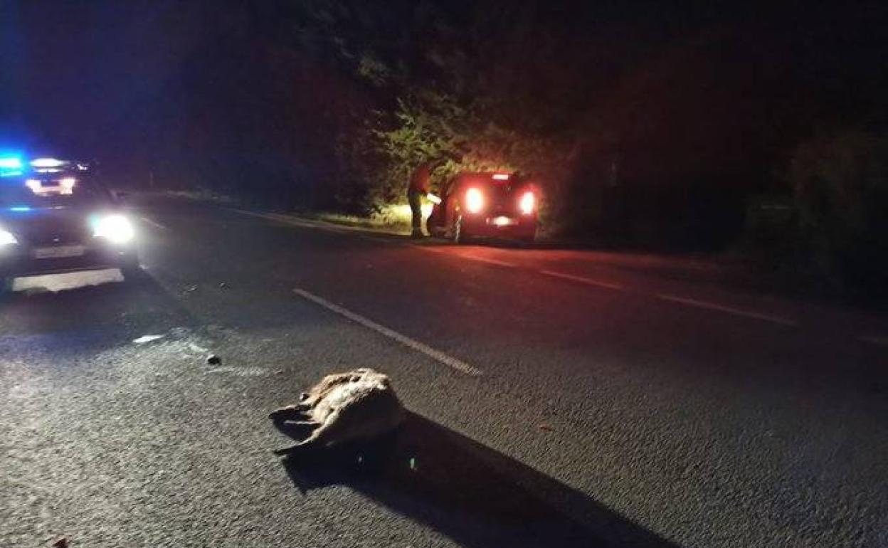 La población de jabalíes en Gipuzkoa ha crecido un 16% al año durante la última década