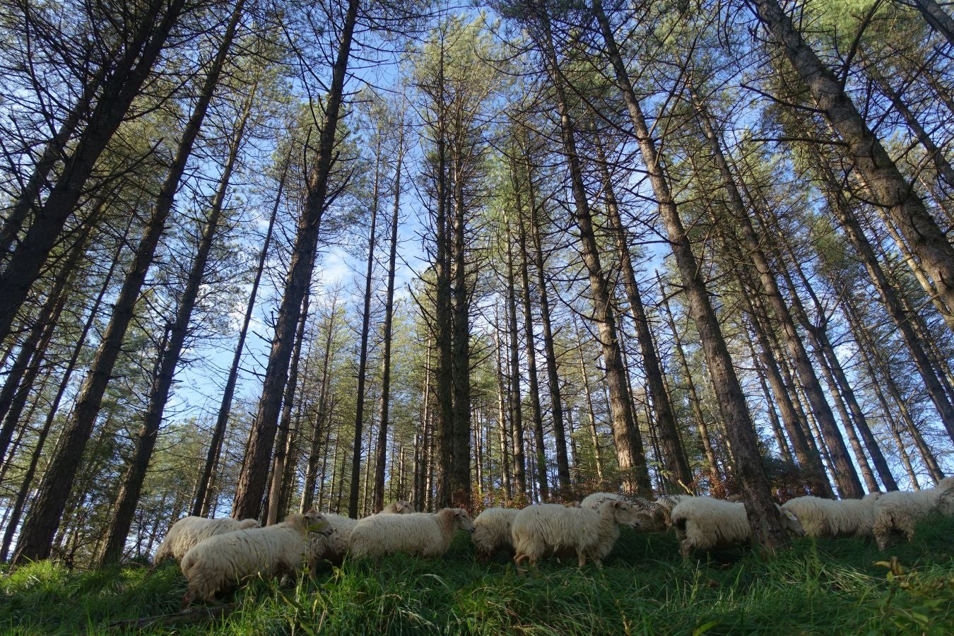 Fotos: Loatzo, un bonito rincón entre gigantes