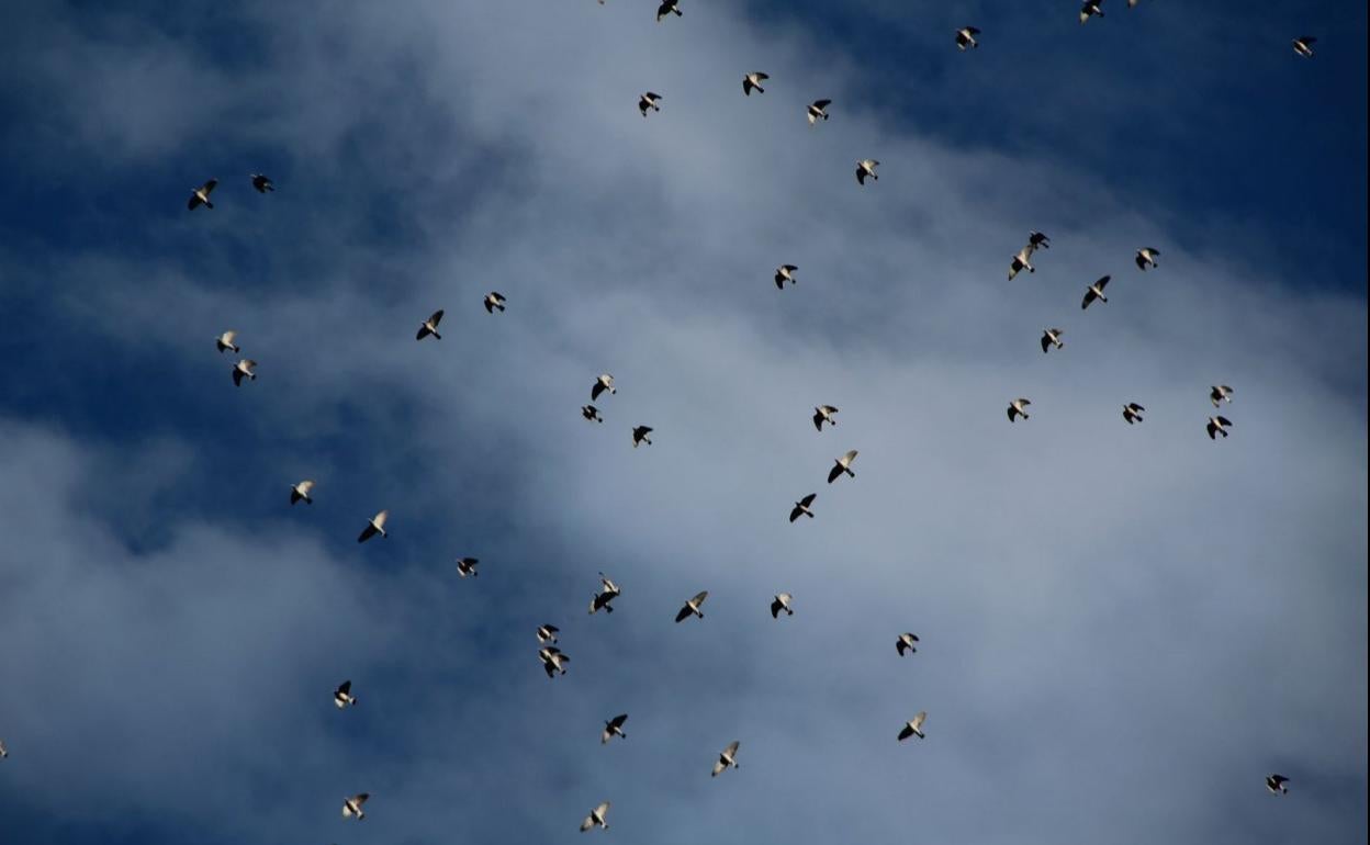 Bando de palomas cruzando nuestro territorio.