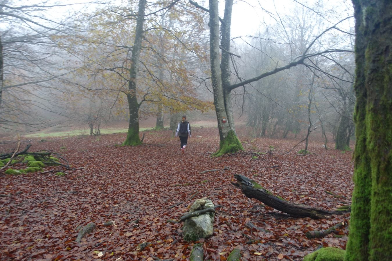 Fotos: Larrazpil, señor de la niebla de Aralar