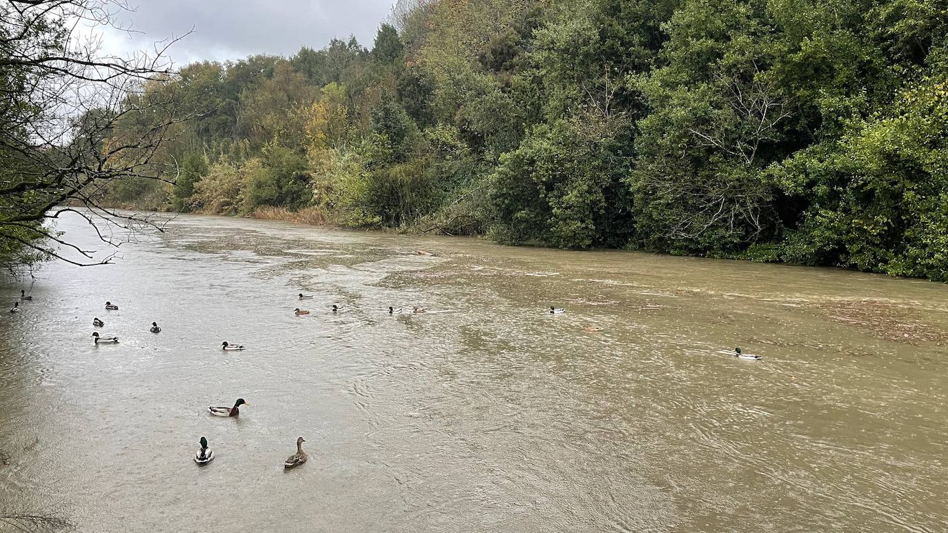 El río Urumea baja cargado debido a las intensas lluvias. 