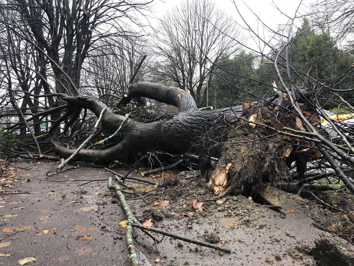Contenedores volcados, árboles caídos... el temporal se está dejando sentir con fuerza en el territorio en las últimas horas