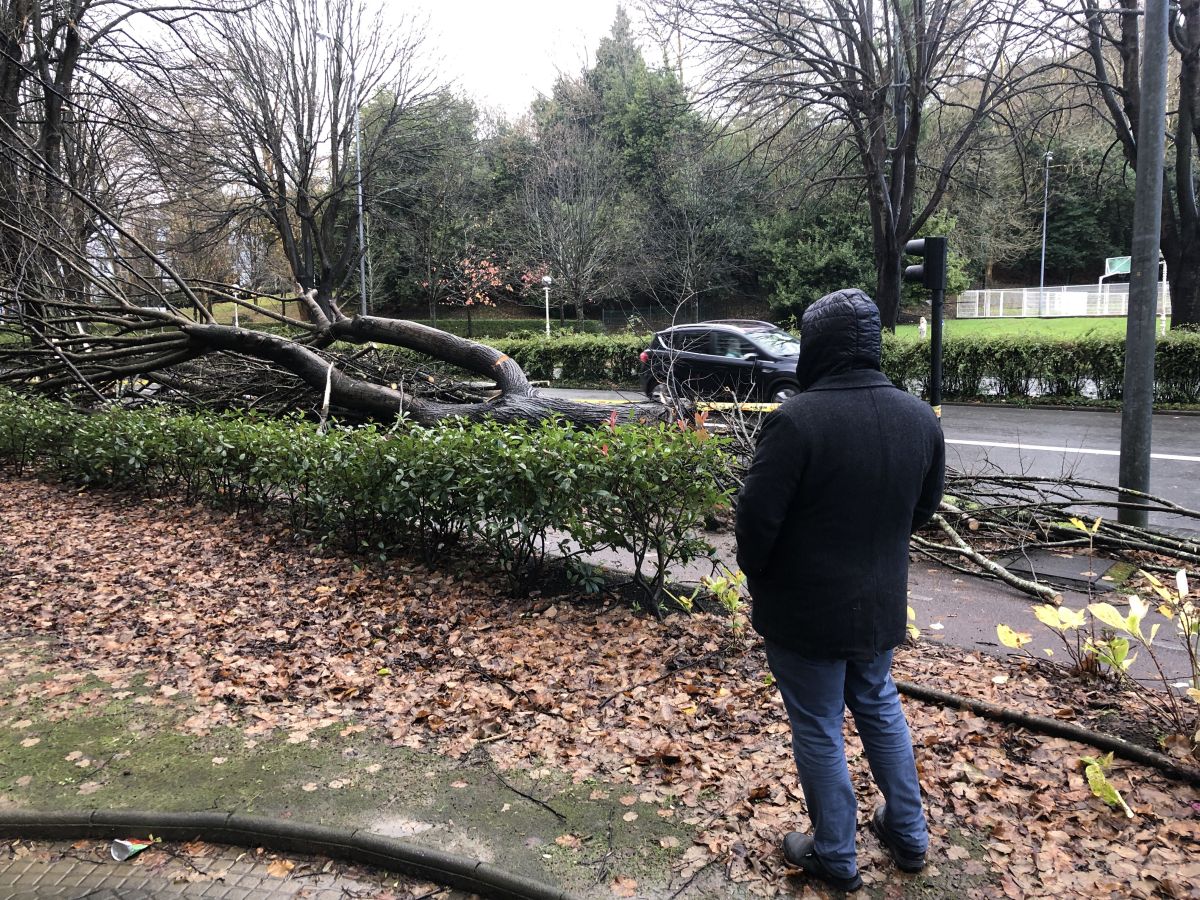 Contenedores volcados, árboles caídos... el temporal se está dejando sentir con fuerza en el territorio en las últimas horas