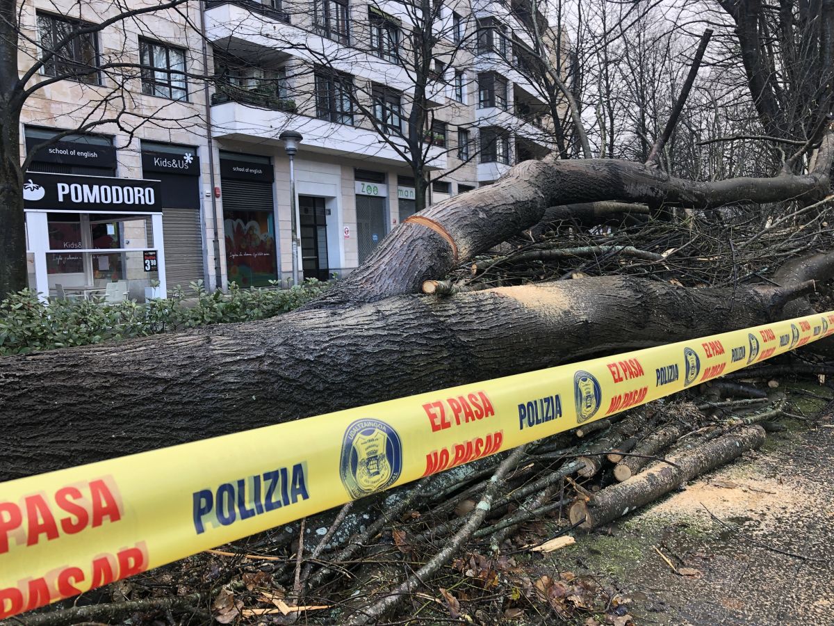 Contenedores volcados, árboles caídos... el temporal se está dejando sentir con fuerza en el territorio en las últimas horas