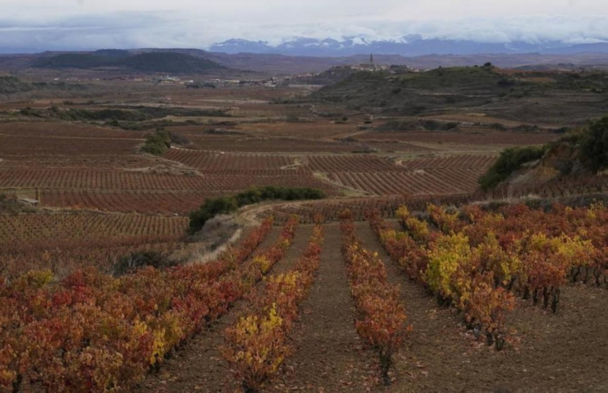 Rioja Alavesa cuenta con 13.120 hectáreas de viñedo. 