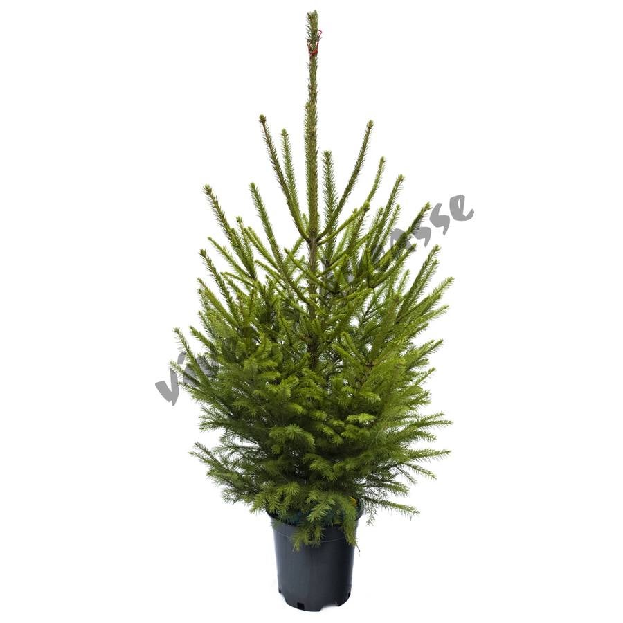 Fotos: Viveros Ducasse, tus plantas de Navidad